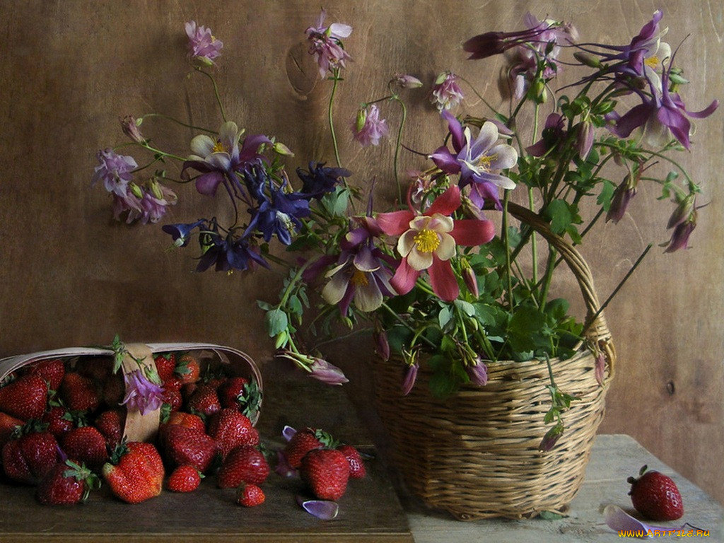 verbena, , , , 